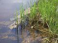 Grasses and reflections, River, Dangar Falls IMGP0786